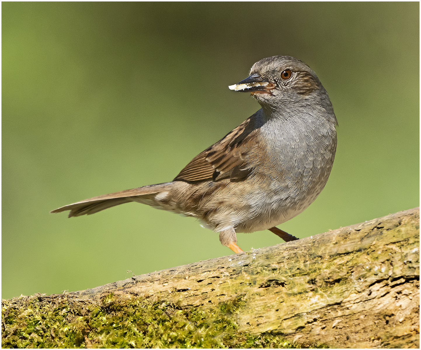 Dunnock 